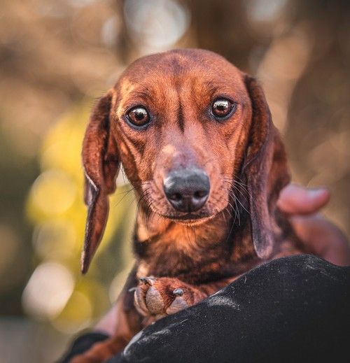 Ratatouille Du Clos Des Bords De Mer