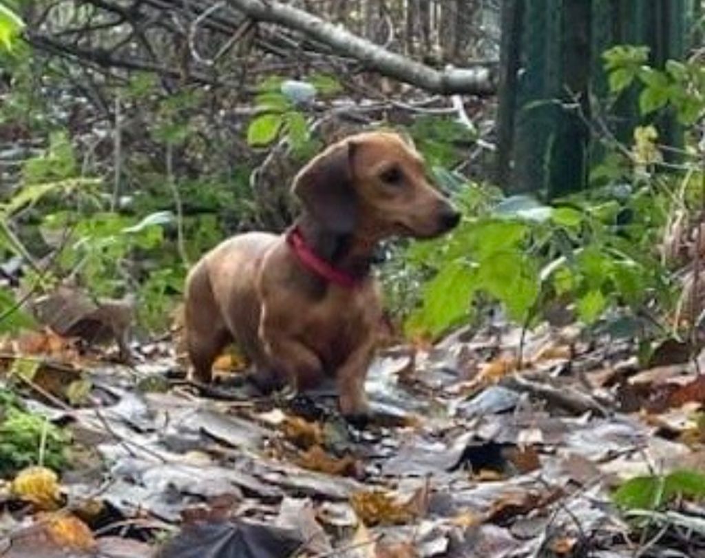 Rhea dites rustine des Rivages du Lemboulas