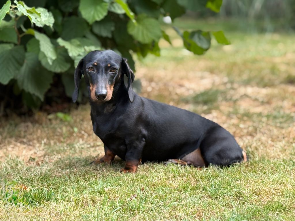 Stella Du Clos Des Bords De Mer