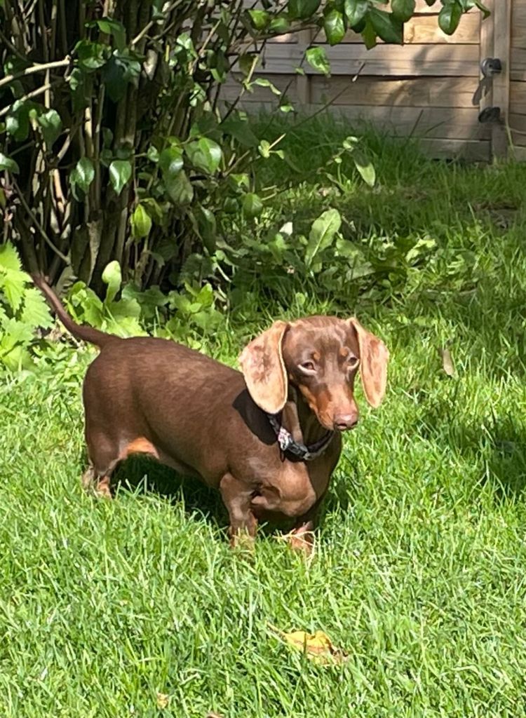 Tic-tac dites thérèse de la Clairiere aux Cerfs