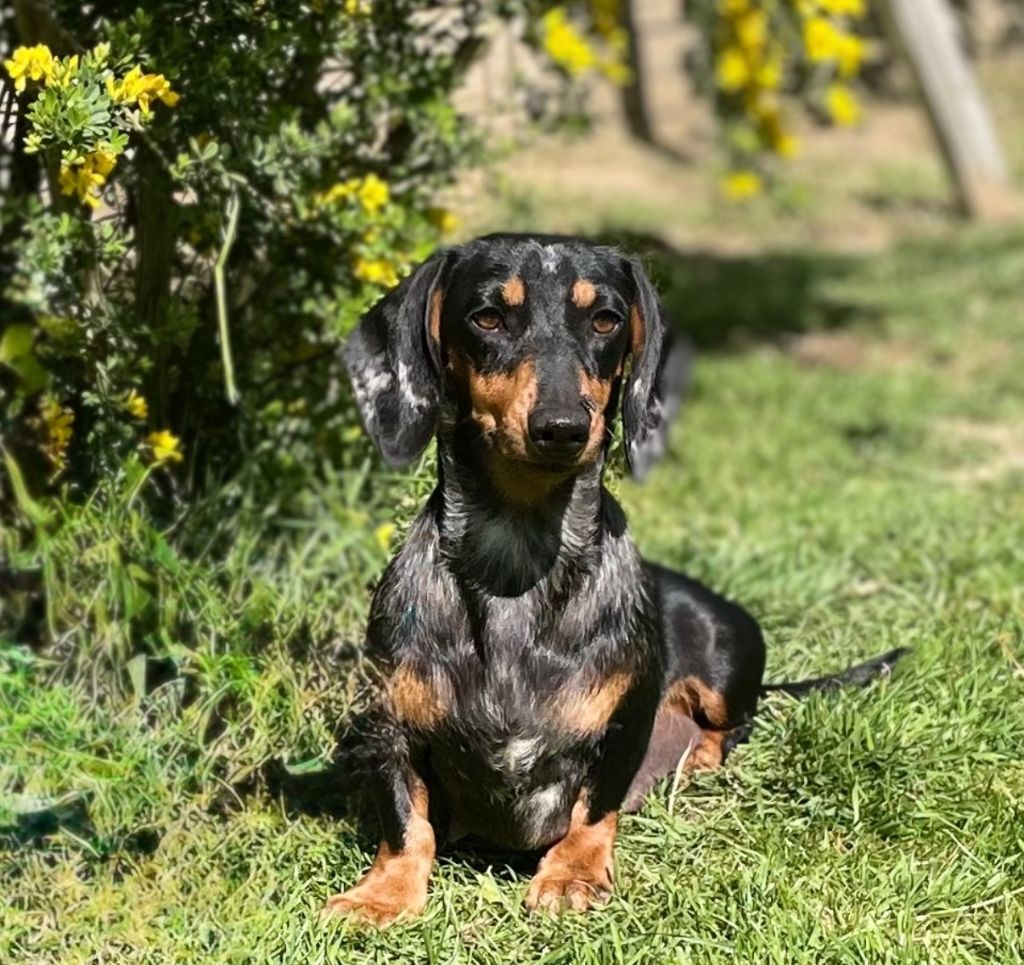 Usa de l'enclos thierachien