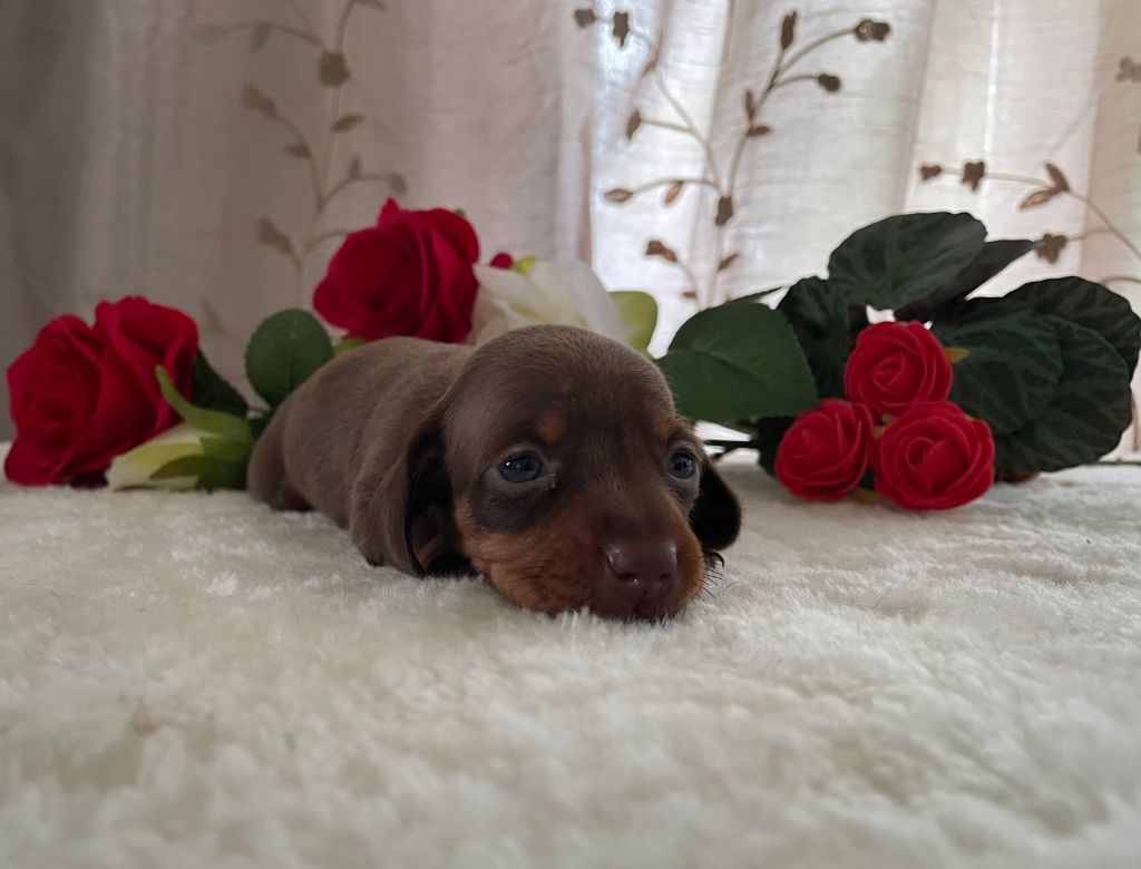 de l'enclos thierachien - Chiots disponibles - Teckel poil ras