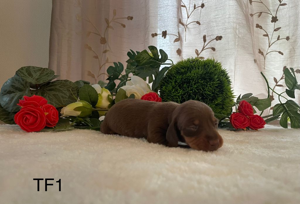 de l'enclos thierachien - Chiots disponibles - Teckel poil ras