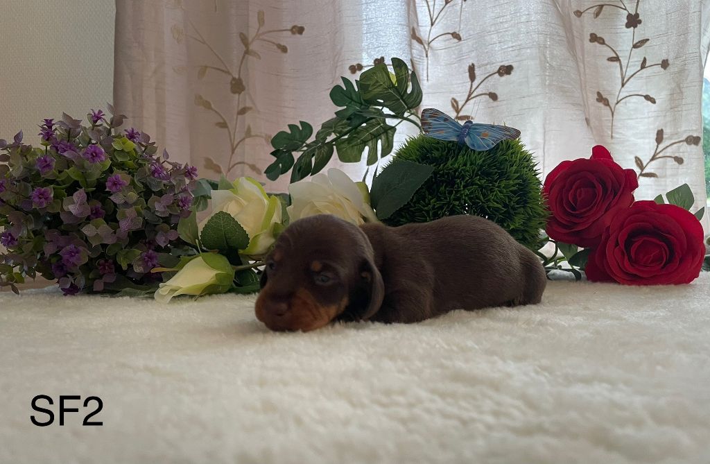 de l'enclos thierachien - Chiots disponibles - Teckel poil ras