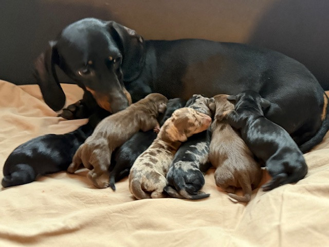 de l'enclos thierachien - Chiots disponibles - Teckel poil ras