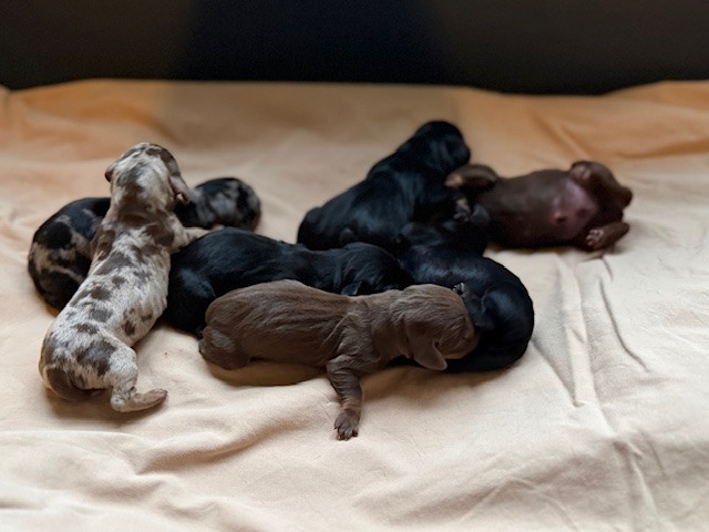 de l'enclos thierachien - Chiots disponibles - Teckel poil ras