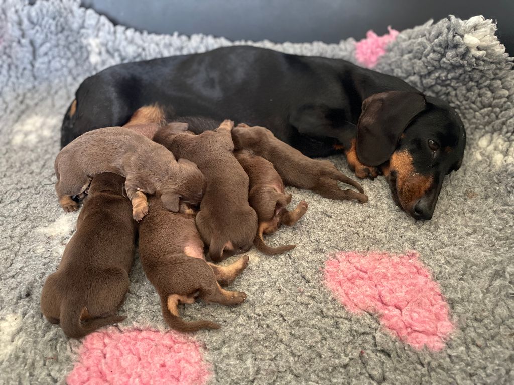Chiot Teckel poil ras de l'enclos thierachien
