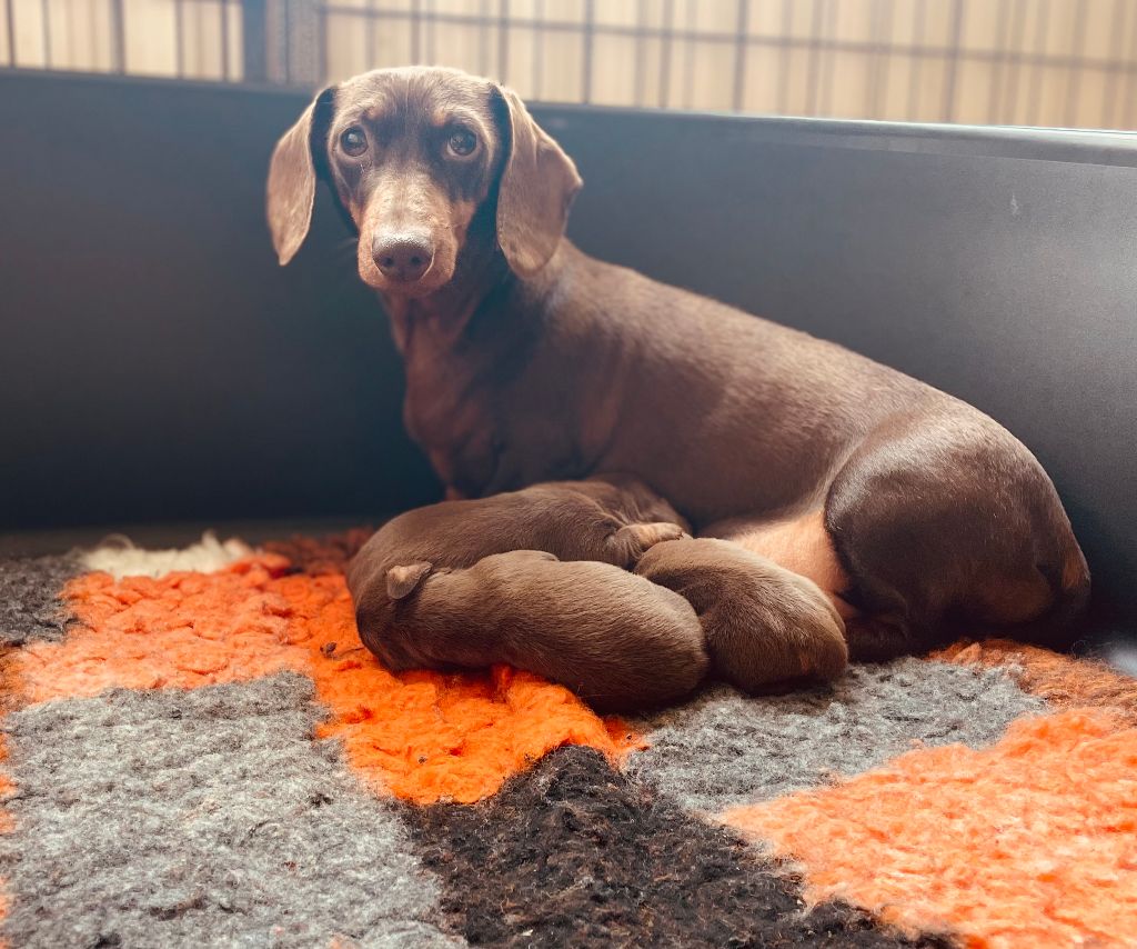 Chiot Teckel poil ras de l'enclos thierachien