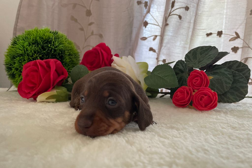 de l'enclos thierachien - Chiots disponibles - Teckel poil ras
