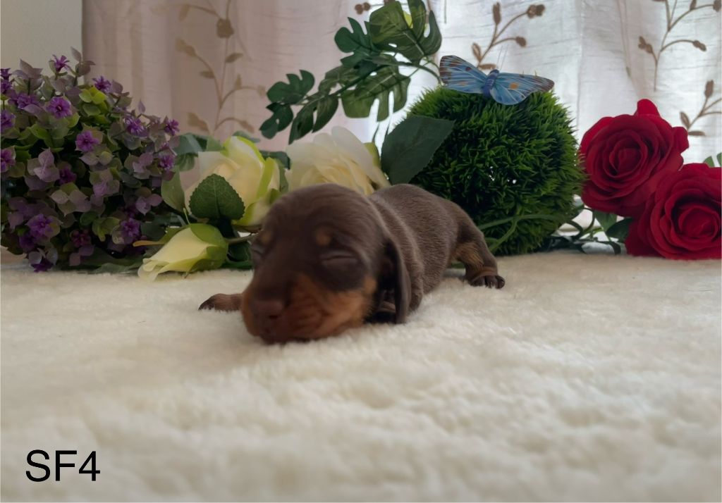 de l'enclos thierachien - Chiots disponibles - Teckel poil ras