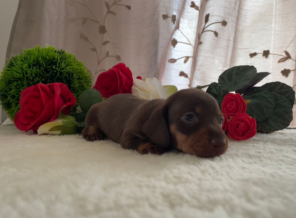 de l'enclos thierachien - Chiots disponibles - Teckel poil ras